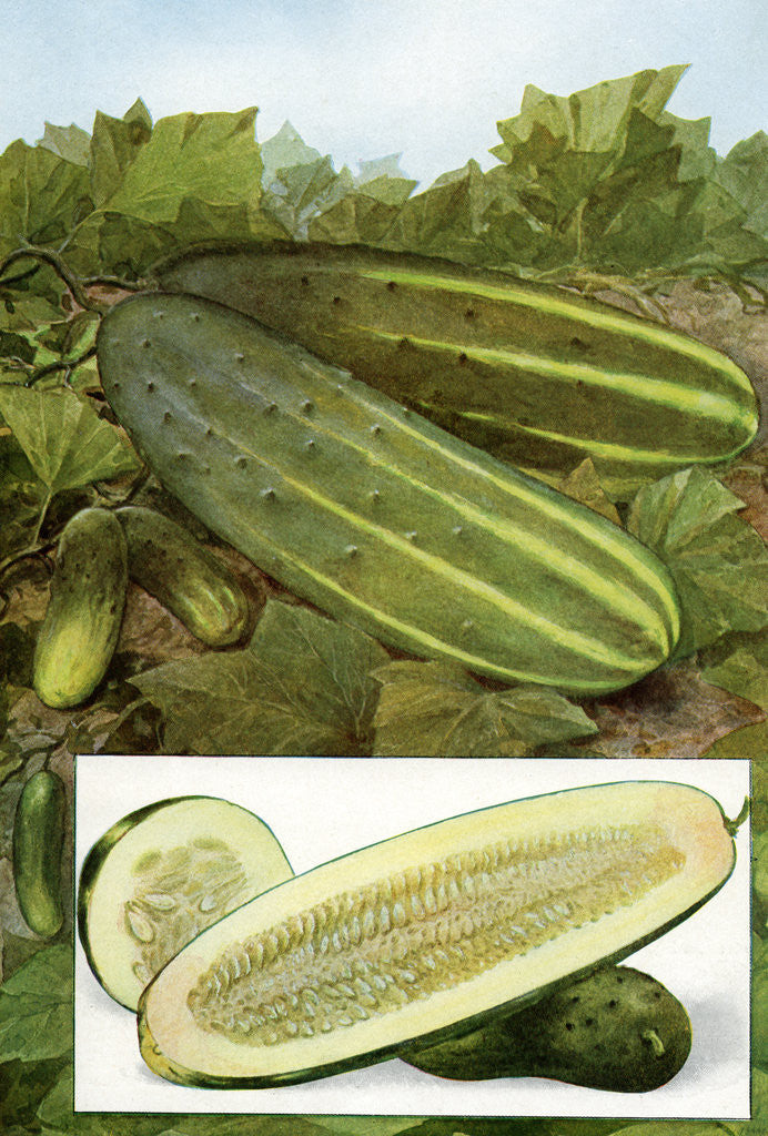 Detail of Illustration of cucumbers on the vine by Corbis