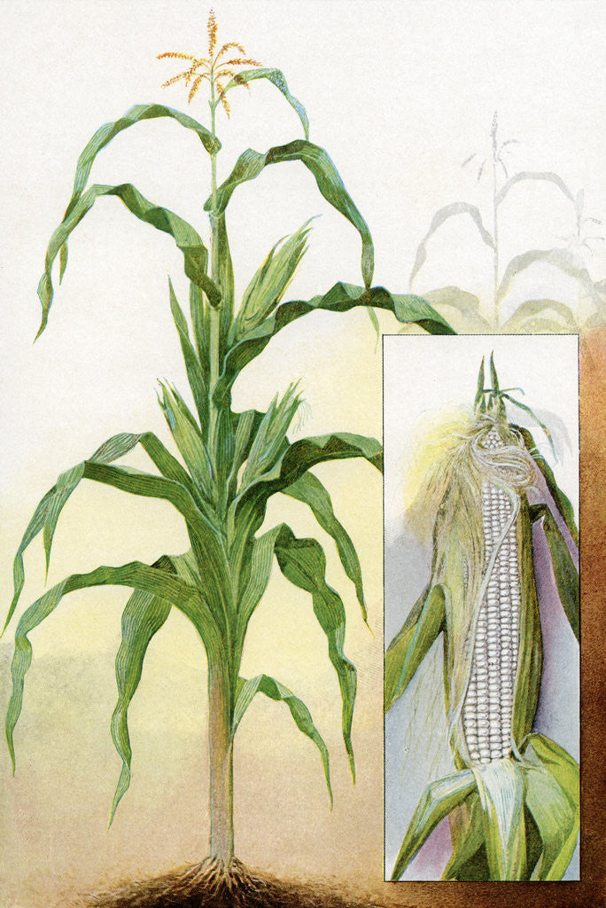 Detail of Illustration of white corn plant by Corbis