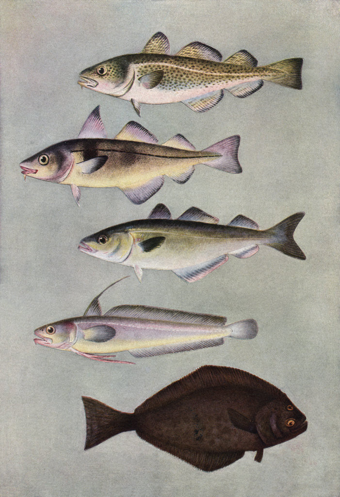 Detail of Illustration of five varities of food fishes by Anonymous