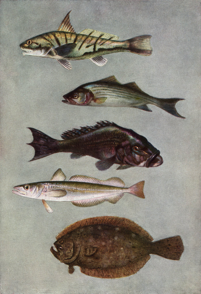 Detail of Illustration of five varities of food fishes by Anonymous