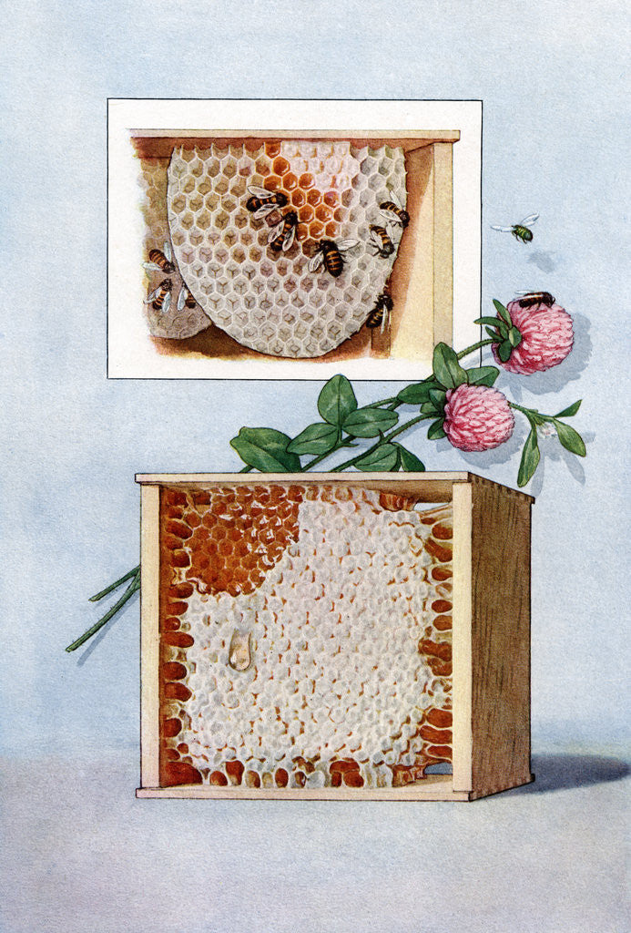 Detail of Illustration of bees making clover honey in propagation boxes by Anonymous