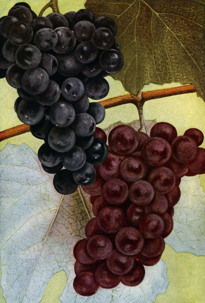 Detail of Illustration of grapes by Corbis