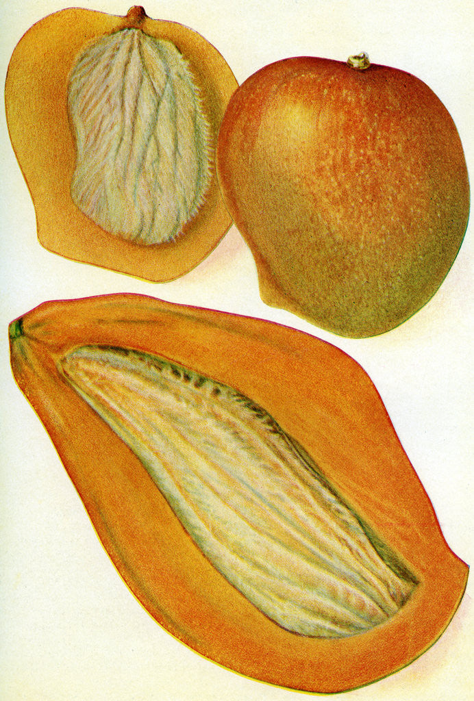 Detail of Illustration of mangoes by Anonymous