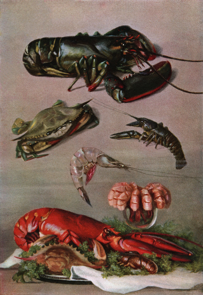 Detail of Illustration of various shellfish by Anonymous