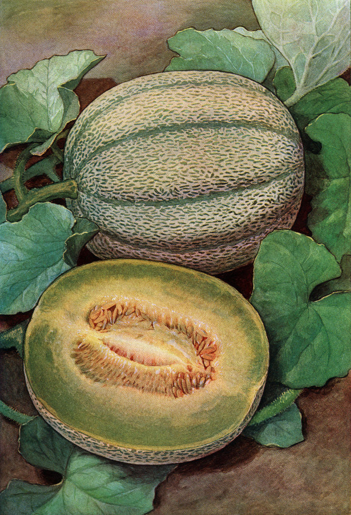 Detail of Illustration of ripe melons on the vine by Corbis