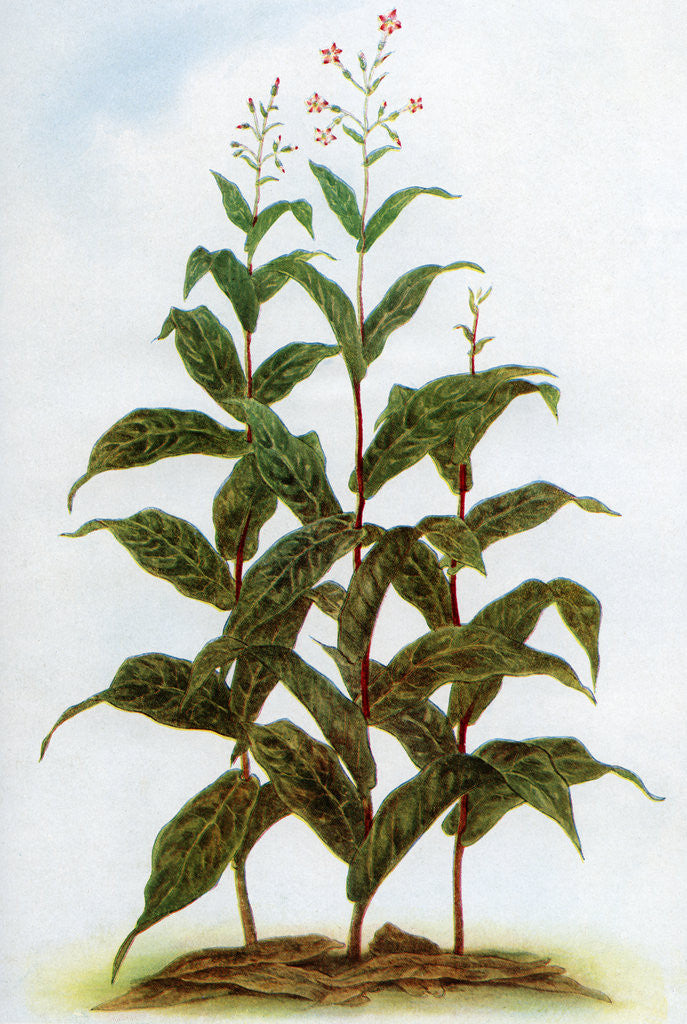 Detail of Illustration of tobacco plants by Anonymous