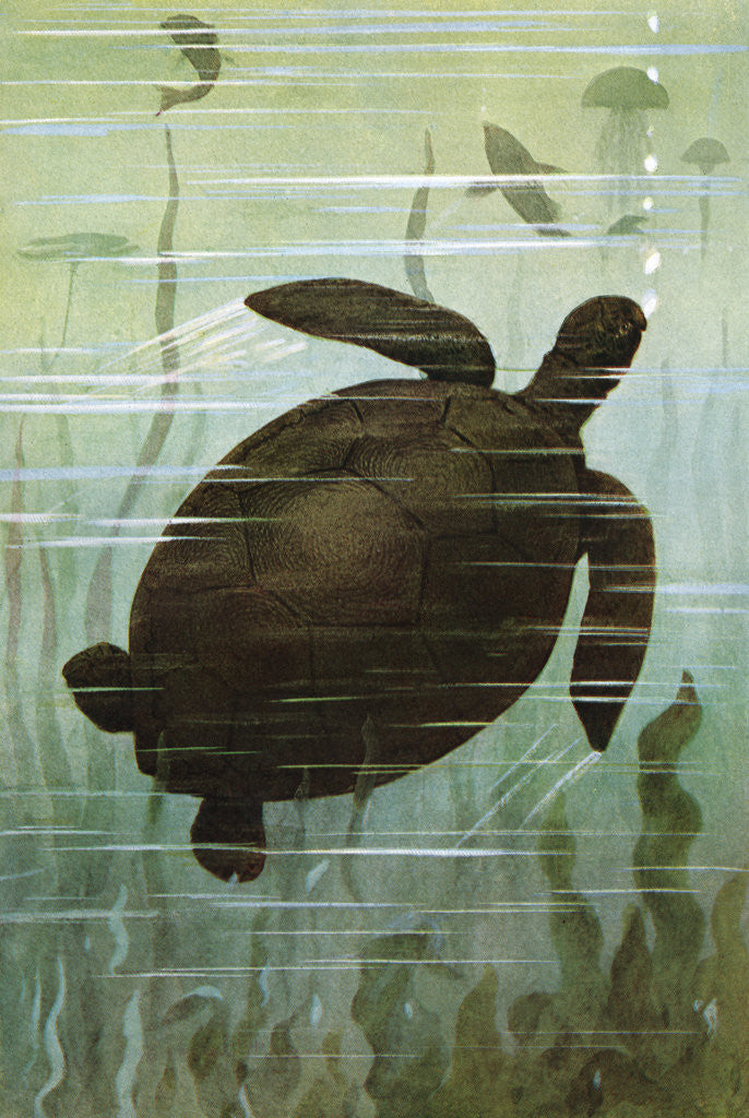 Detail of Illustration of green turtle by Anonymous
