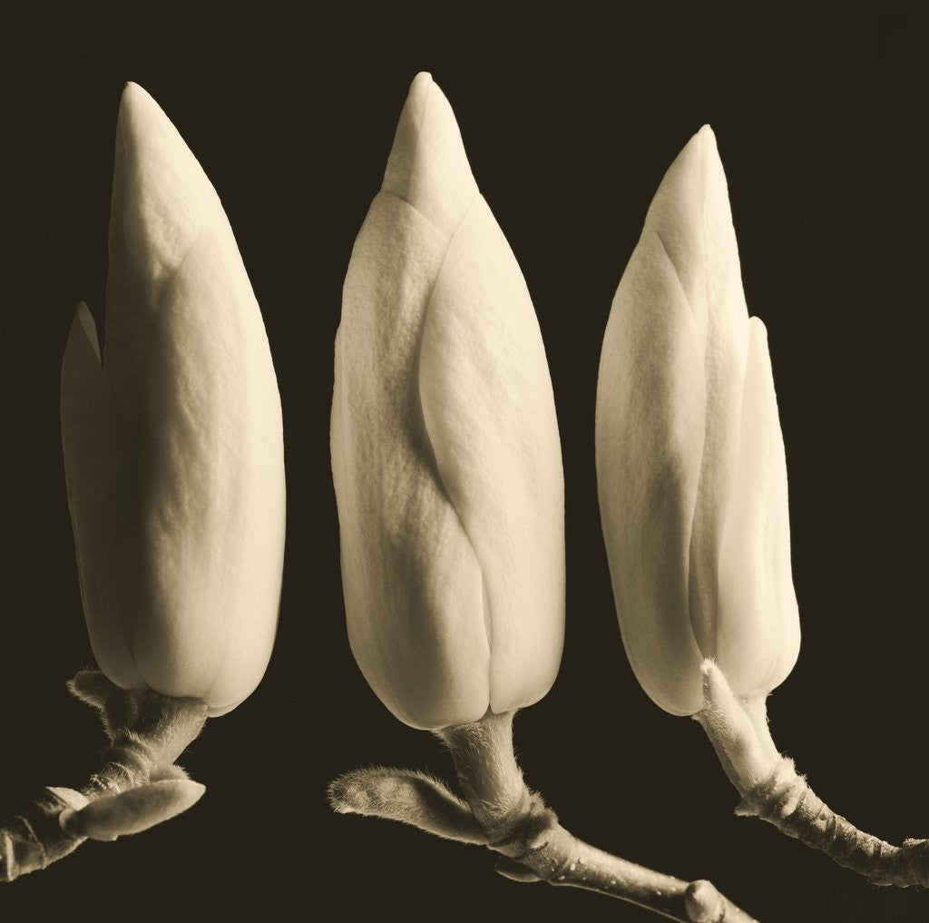 Detail of Three Magnolia Buds by Tom Marks