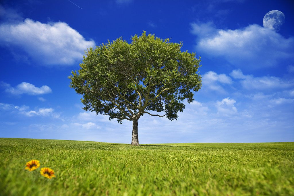 Detail of Tree Against Blue Sky by Anonymous