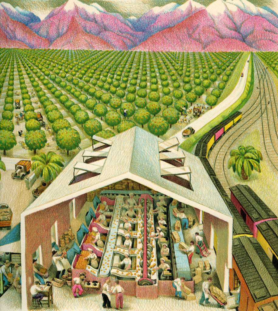Detail of Illustration of California Orange Grove by C.H. DeWitt
