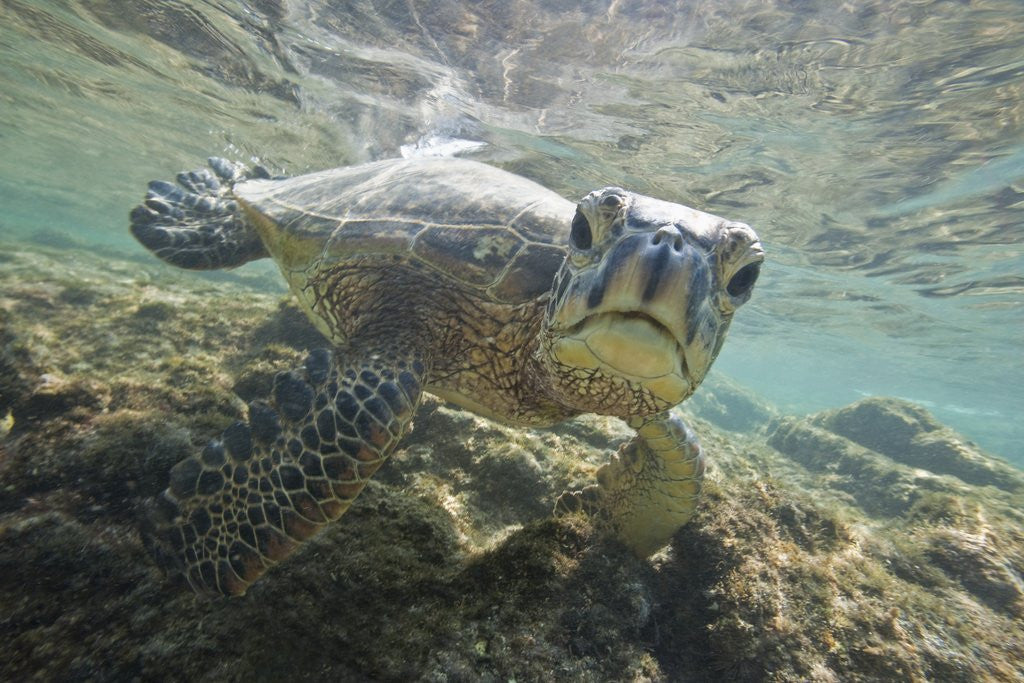 Detail of Green sea turtle approaching camera by Corbis