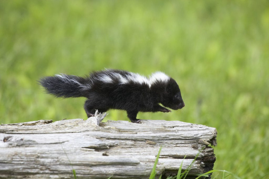 Detail of Baby skunk on log by Anonymous