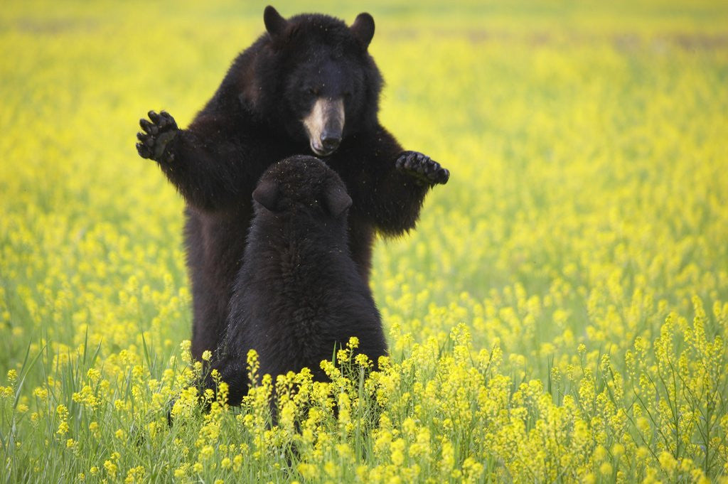 Detail of Black bears playing by Corbis