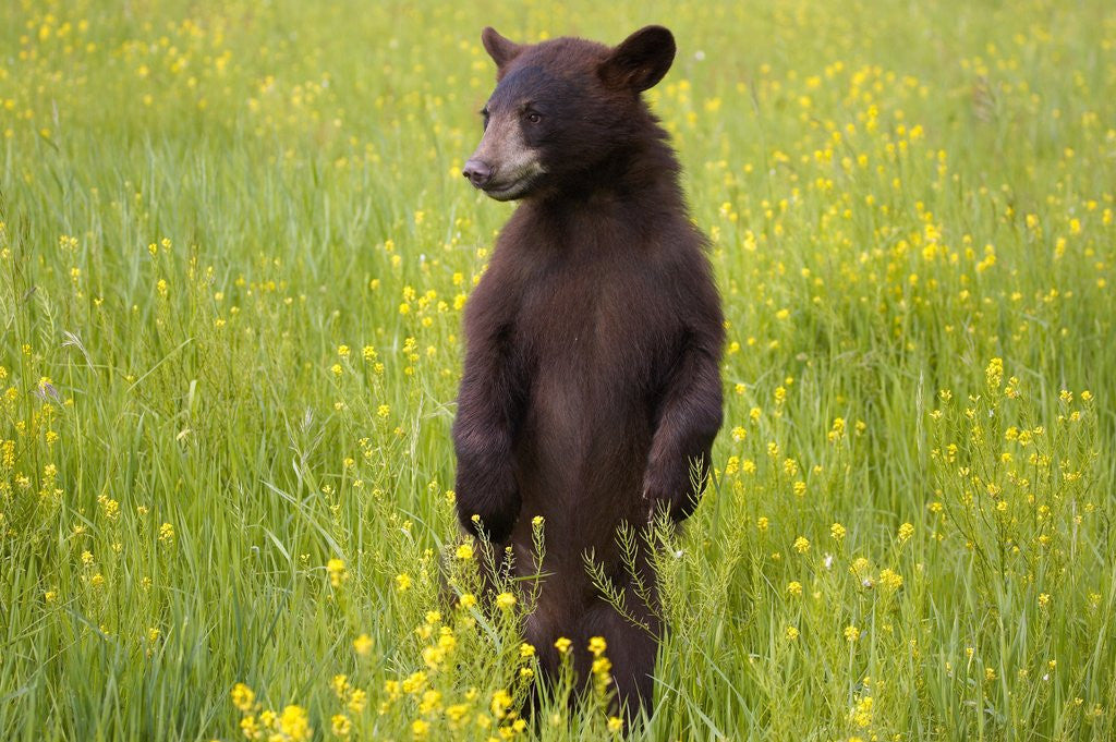 Detail of Black bear surveying area by Anonymous
