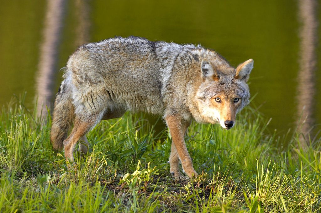Detail of Coyote by Anonymous