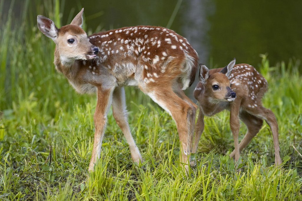 Detail of Two white-tailed deer fawns by Anonymous