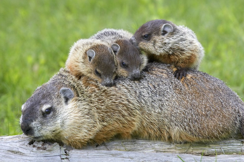 Detail of Woodchuck family by Anonymous