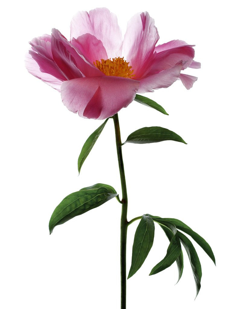 Detail of Pink peony by Anonymous