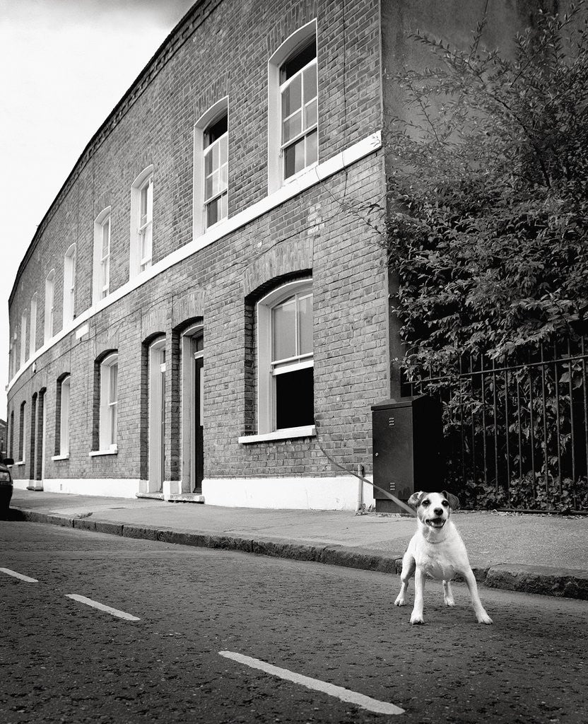 Detail of Jack Russell Terrier Standing near Curb by Corbis