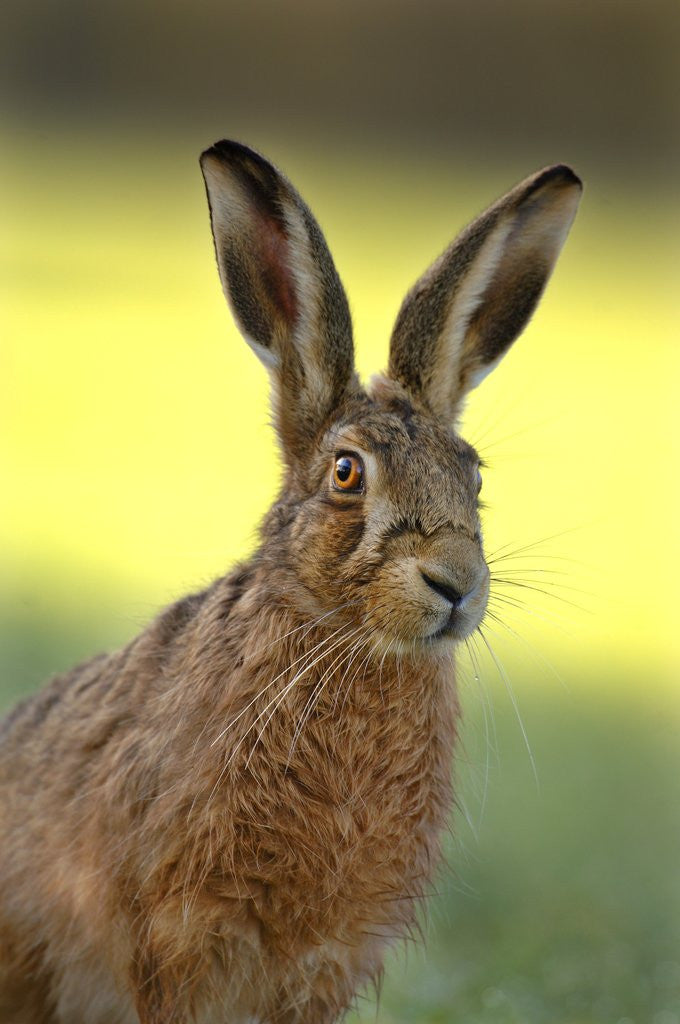 Detail of Alert Adult Brown Hare by Anonymous