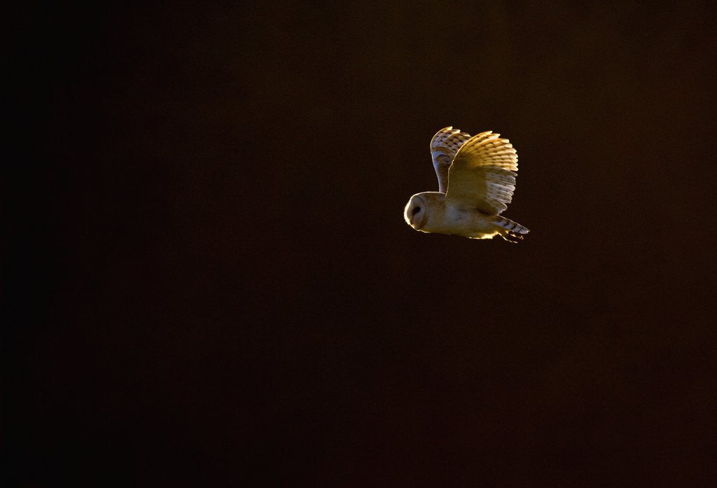 Detail of Adult Barn Owl in Flight by Anonymous