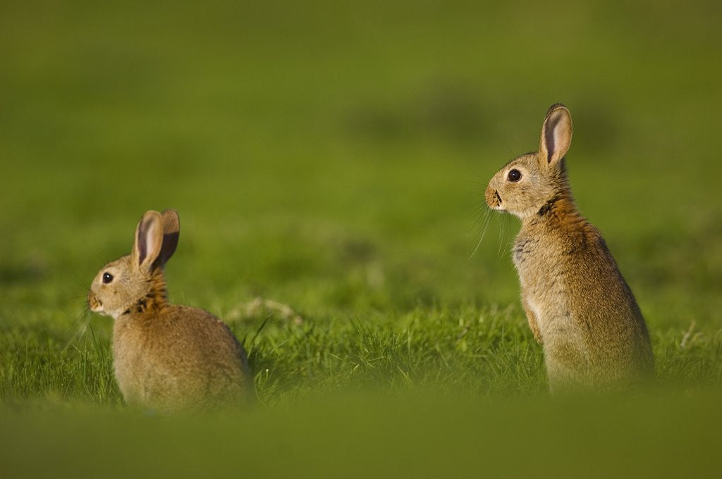 Detail of Alert Adult Rabbits by Anonymous