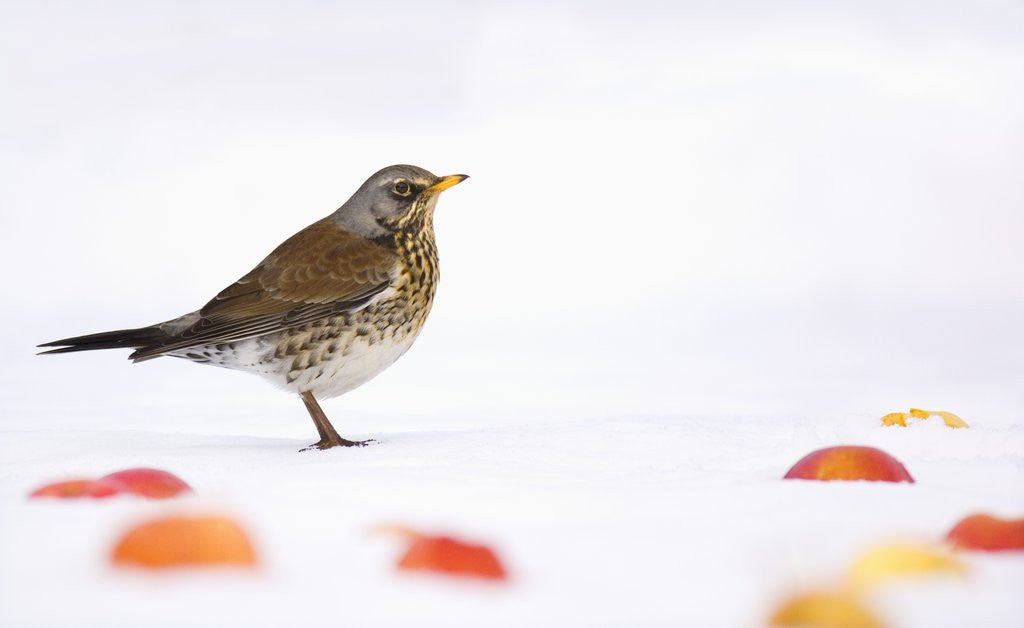 Detail of Fieldfare standing among apples in the snow by Corbis
