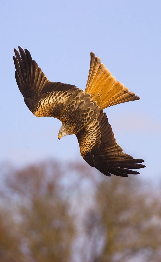 Detail of Red Kite in flight by Anonymous
