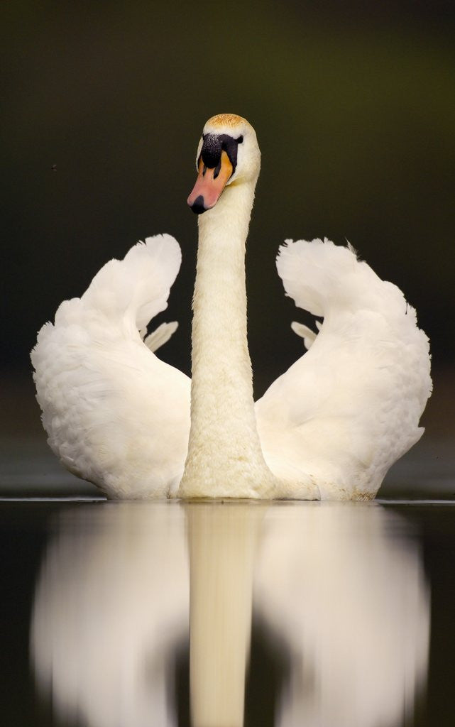 Detail of Adult Mute Swan in Threat Posture by Corbis