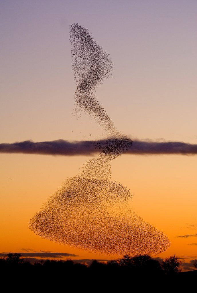 Detail of Flock of Starlings Avoiding a Peregrine Falcon at Dusk by Anonymous