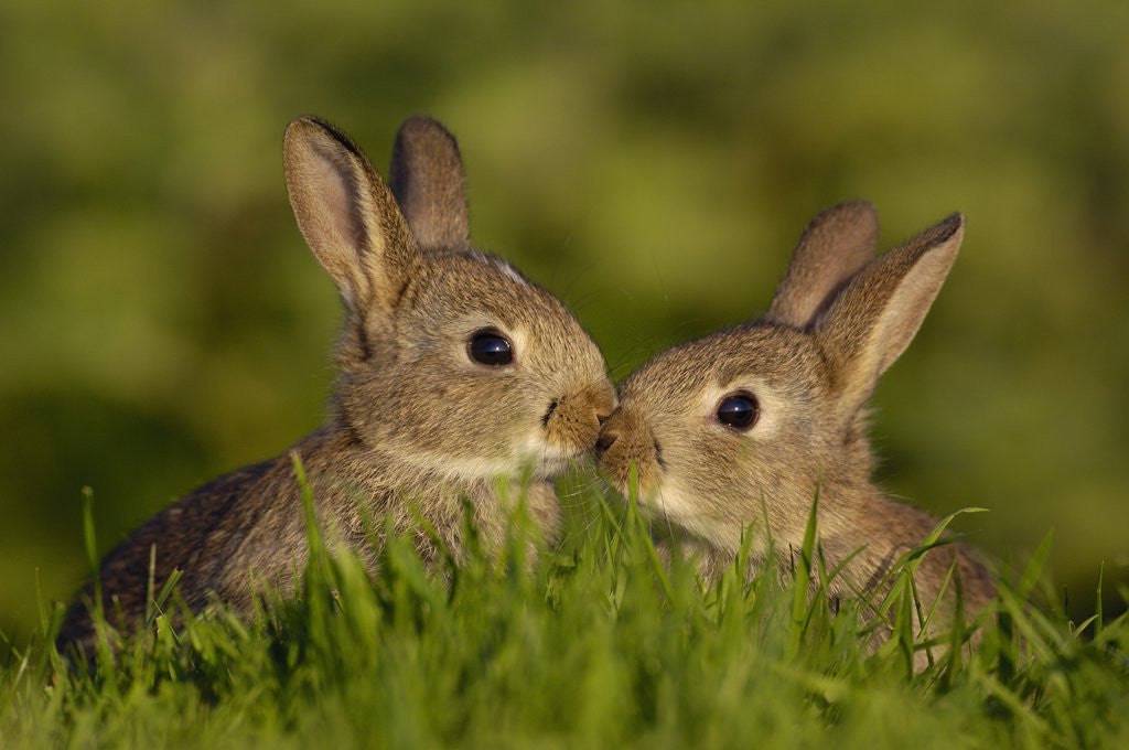Detail of Young Rabbit Kits Rubbing Noses by Anonymous