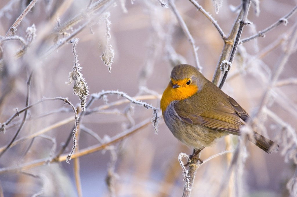 Detail of Robin among frost covered branches by Corbis