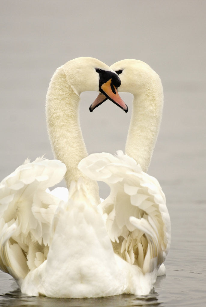 Detail of Mute Swan Pair During Their Courtship Ritual by Anonymous