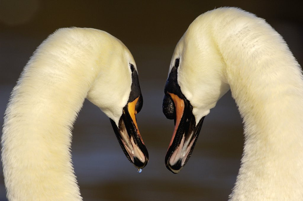 Detail of Mute Swan Pair During Their Courtship Ritual by Anonymous