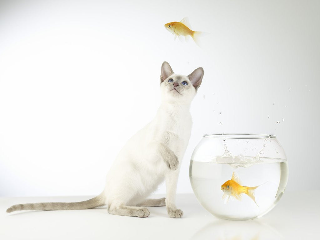 Detail of Siamese kitten with jumping goldfish by Corbis