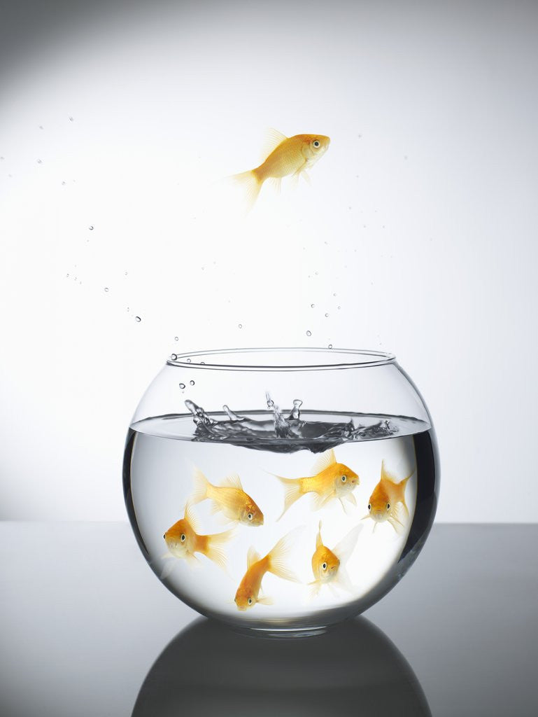 Detail of Goldfish jumping out of a bowl and escaping from the crowd by Corbis