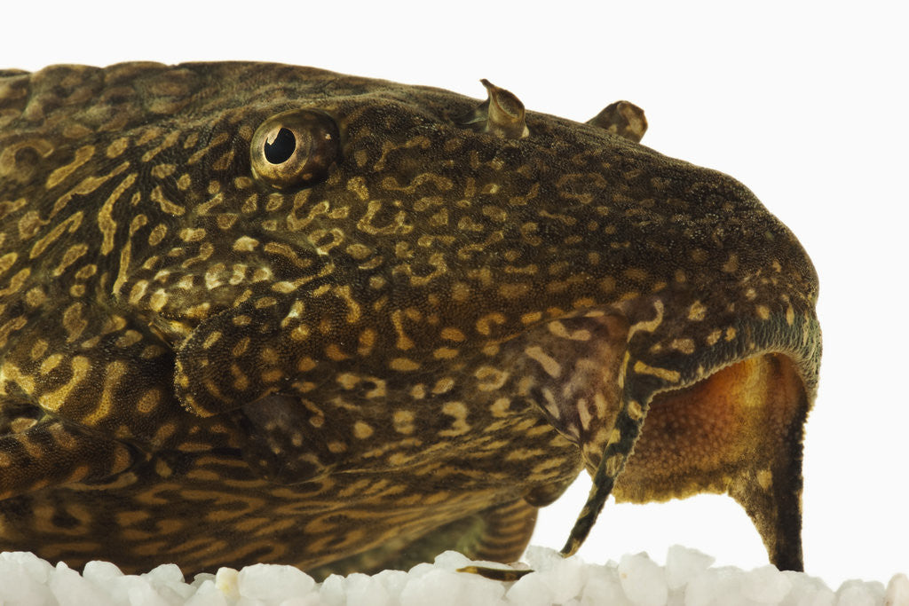 Detail of Leopard sailfin catfish by Corbis