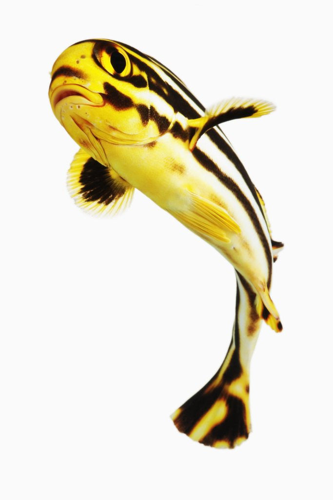 Detail of Juvenile Oriental sweetlip fish by Anonymous