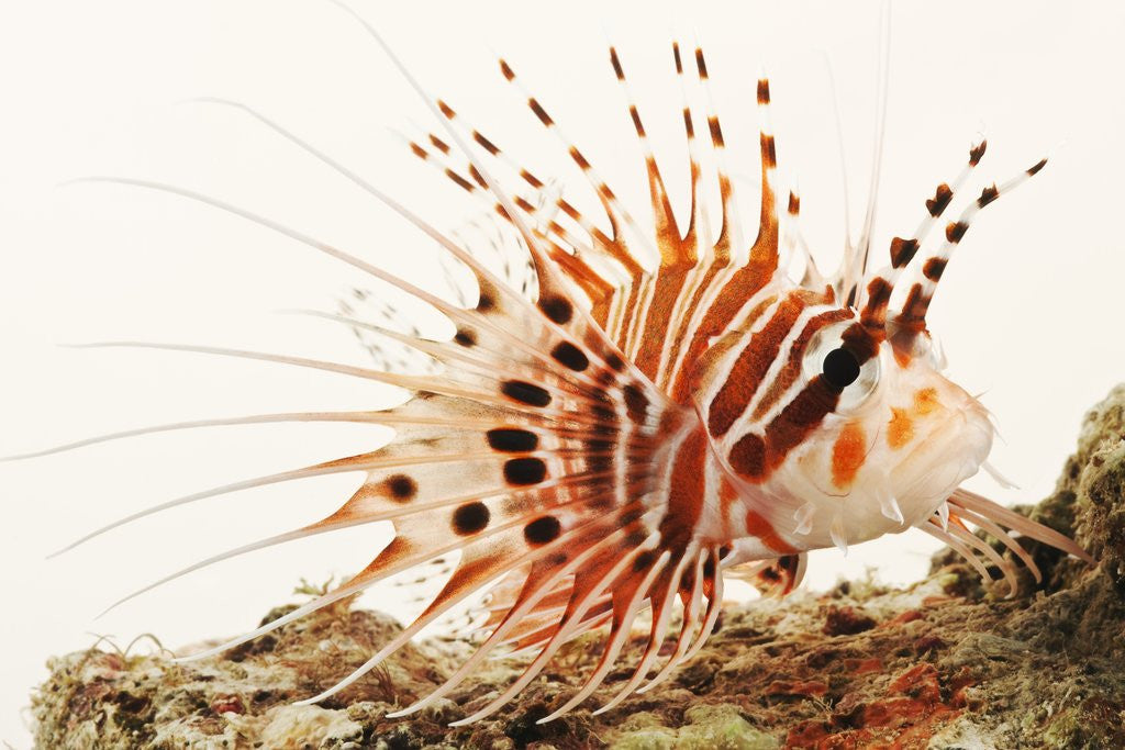 Detail of Spotfin lionfish by Anonymous