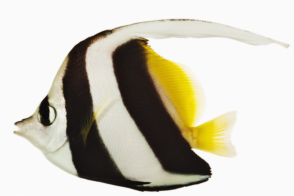 Detail of Longfin bannerfish by Anonymous