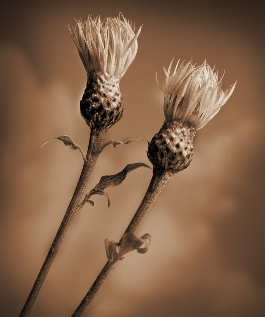 Detail of Two Bachelor Buttons Ready to Bloom by Tom Marks