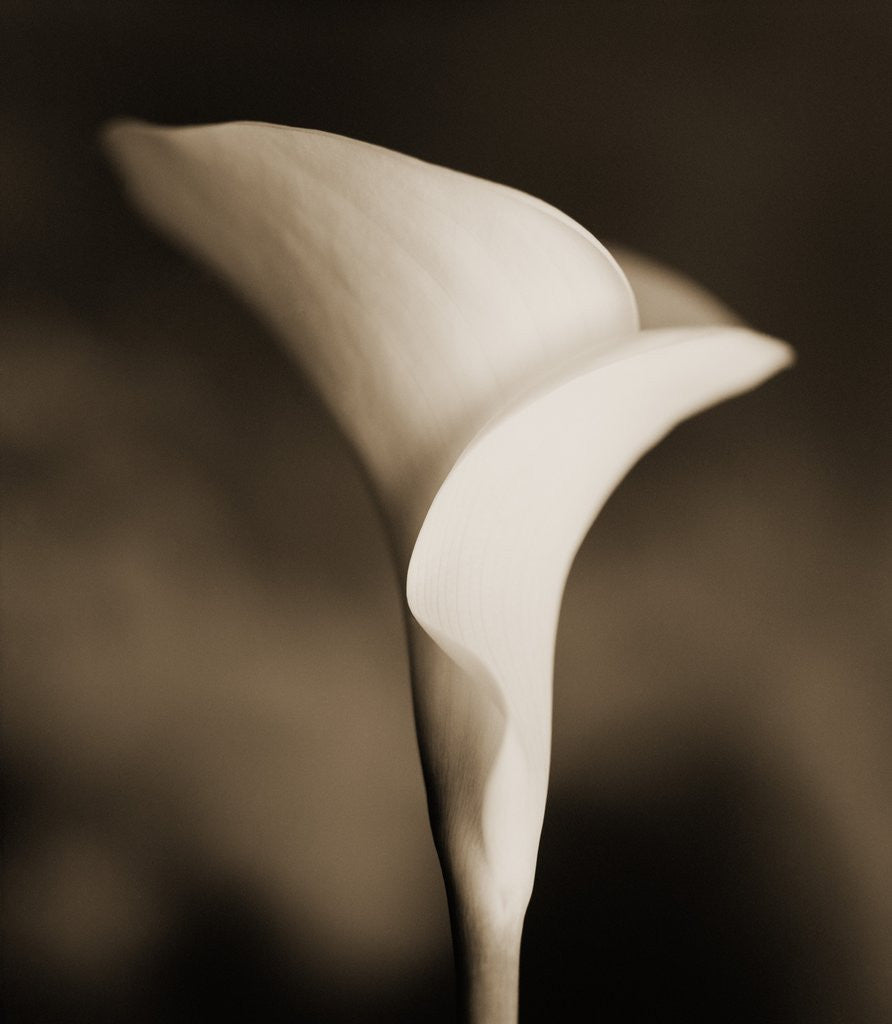 Detail of Calla Lily by Tom Marks