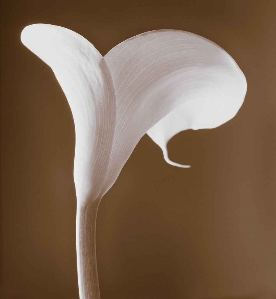 Detail of Calla Lily by Tom Marks
