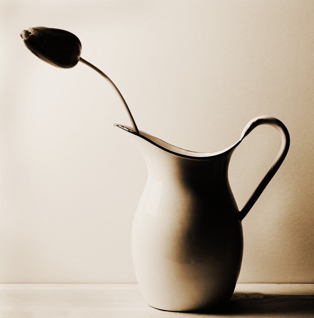 Detail of Dark Tulip in Old Enamel Water Pitcher by Tom Marks