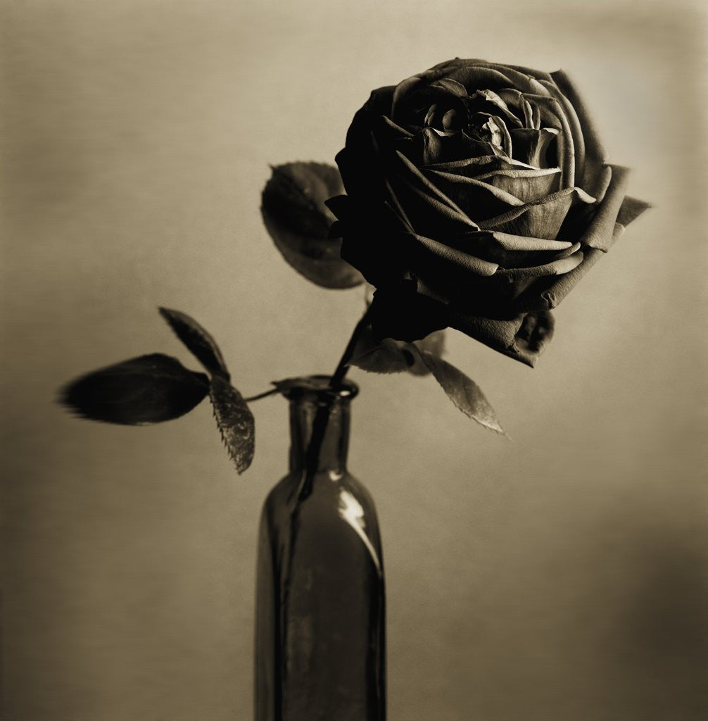 Detail of Still Life of a Rose in a Bottle by Tom Marks
