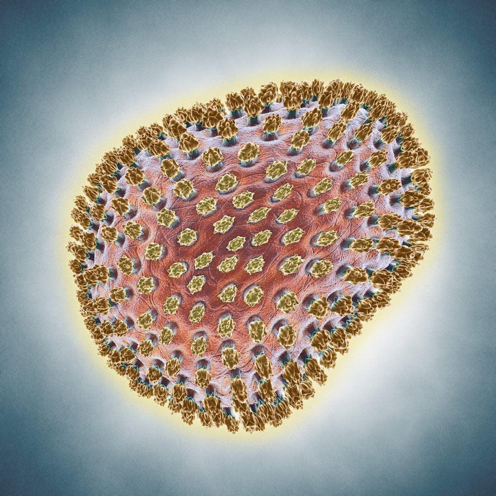 Detail of A(H1N1) (Swine flu) virus illustration by Corbis