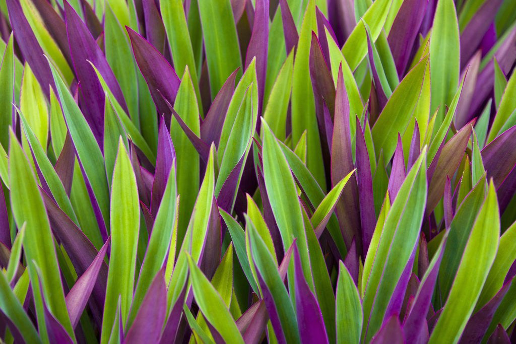 Detail of Colorful Plant in Palau by Anonymous