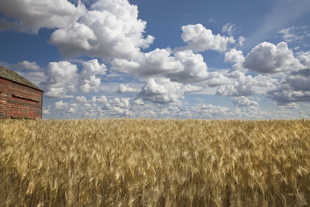 Detail of Old Barn in Wheat Field by Anonymous