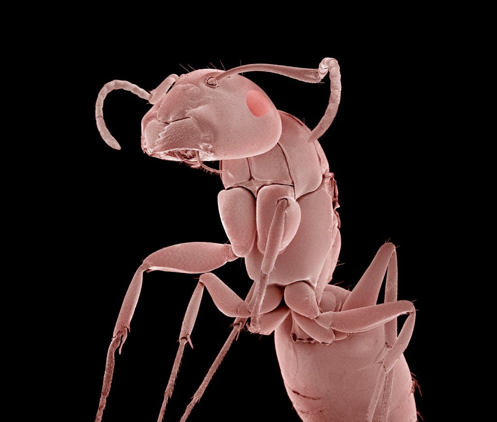 Detail of Ant by Anonymous