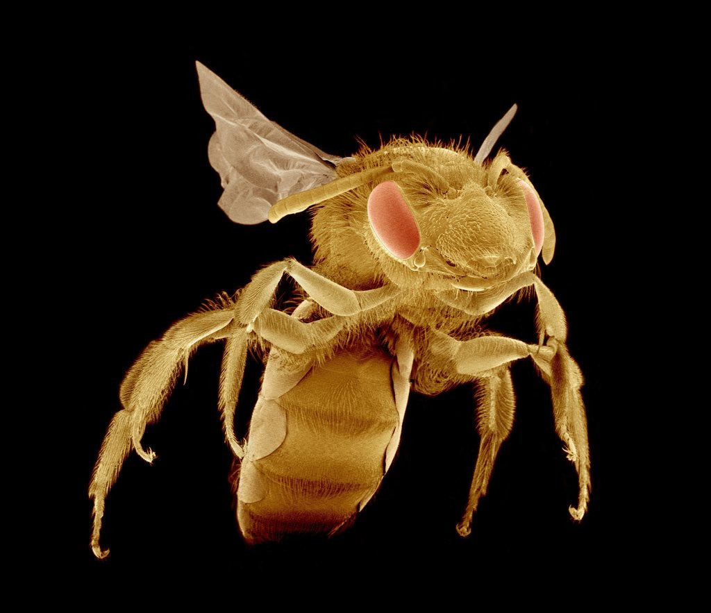 Detail of Bee by Anonymous
